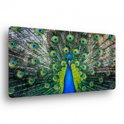25 x 45 cm Peacock
